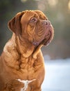 French Mastiff or Bordeauxdog Royalty Free Stock Photo