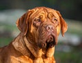 French Mastiff or Bordeauxdog Royalty Free Stock Photo