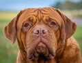 French Mastiff or Bordeauxdog Royalty Free Stock Photo
