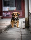 That cute stray dog, outside, shut up. Homeless animal Royalty Free Stock Photo