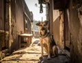 That cute stray dog, outside, shut up. Homeless animal Royalty Free Stock Photo