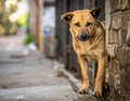 That cute stray dog, outside, shut up. Homeless animal Royalty Free Stock Photo