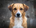 That cute stray dog, outside, shut up. Homeless animal Royalty Free Stock Photo