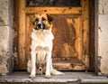 That cute stray dog, outside, shut up. Homeless animal Royalty Free Stock Photo