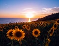 late summer warmth: golden fields, sunflowers, or a serene sunset over the ocean. Royalty Free Stock Photo