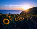 late summer warmth: golden fields, sunflowers, or a serene sunset over the ocean. Royalty Free Stock Photo