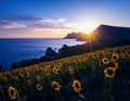 late summer warmth: golden fields, sunflowers, or a serene sunset over the ocean. Royalty Free Stock Photo
