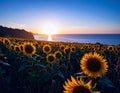 late summer warmth: golden fields, sunflowers, or a serene sunset over the ocean. Royalty Free Stock Photo