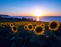 late summer warmth: golden fields, sunflowers, or a serene sunset over the ocean. Royalty Free Stock Photo