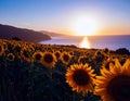 late summer warmth: golden fields, sunflowers, or a serene sunset over the ocean. Royalty Free Stock Photo