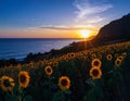 late summer warmth: golden fields, sunflowers, or a serene sunset over the ocean. Royalty Free Stock Photo