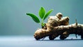 Ginger Root Sprout Fresh Ginger Plant with Green Leaves Royalty Free Stock Photo