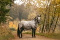 Noriker leopard spotted horse standing outdoors in autumn landscape Royalty Free Stock Photo
