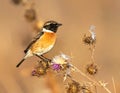 A stonechat in autumn among the thistles Royalty Free Stock Photo