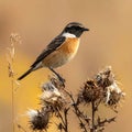 A stonechat in autumn among the thistles Royalty Free Stock Photo