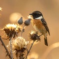A stonechat in autumn among the thistles Royalty Free Stock Photo