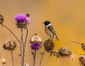 A stonechat in autumn among the thistles Royalty Free Stock Photo
