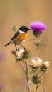 A stonechat in autumn among the thistles Royalty Free Stock Photo