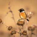 A stonechat in autumn among the thistles Royalty Free Stock Photo