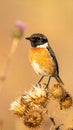 A stonechat in autumn among the thistles Royalty Free Stock Photo