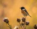 A stonechat in autumn among the thistles Royalty Free Stock Photo
