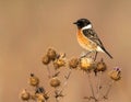 A stonechat in autumn among the thistles Royalty Free Stock Photo