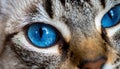 Cat blue eyes Royalty Free Stock Photo