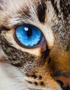 Cat blue eyes Royalty Free Stock Photo