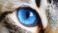 Cat blue eyes Royalty Free Stock Photo
