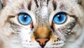 Cat blue eyes Royalty Free Stock Photo