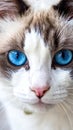 Cat blue eyes Royalty Free Stock Photo