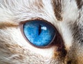 Cat blue eyes Royalty Free Stock Photo
