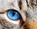 Cat blue eyes Royalty Free Stock Photo