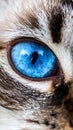 Cat blue eyes Royalty Free Stock Photo