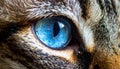 Cat blue eyes Royalty Free Stock Photo