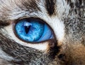 Cat blue eyes Royalty Free Stock Photo