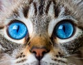 Cat blue eyes Royalty Free Stock Photo