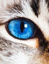 Cat blue eyes Royalty Free Stock Photo