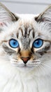 Cat blue eyes Royalty Free Stock Photo