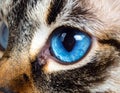 Cat blue eyes Royalty Free Stock Photo