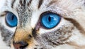 Cat blue eyes Royalty Free Stock Photo