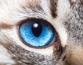 Cat blue eyes Royalty Free Stock Photo