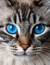 Cat blue eyes Royalty Free Stock Photo