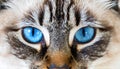 Cat blue eyes Royalty Free Stock Photo
