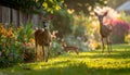 Dears roaming in the backyard Royalty Free Stock Photo