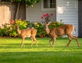 Dears roaming in the backyard Royalty Free Stock Photo