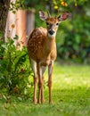 Dears roaming in the backyard Royalty Free Stock Photo