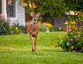 Dears roaming in the backyard Royalty Free Stock Photo