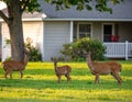 Dears roaming in the backyard Royalty Free Stock Photo