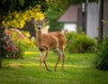 Dears roaming in the backyard Royalty Free Stock Photo